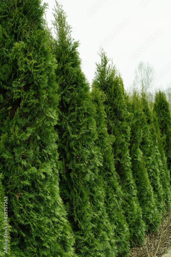 Row of green thuja trees in garden. Landscape design. White cloudy sky. Row of green thuja trees in garden. Landscape design. White cloudy sky.