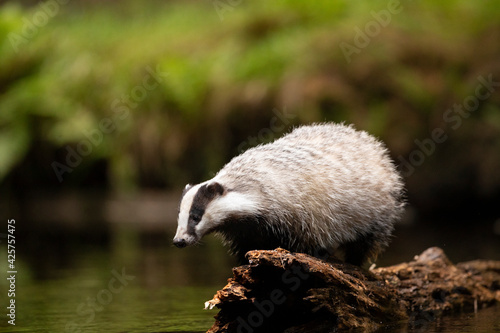 Slika na platnu Badger in forest. Wild animal. Hunter.