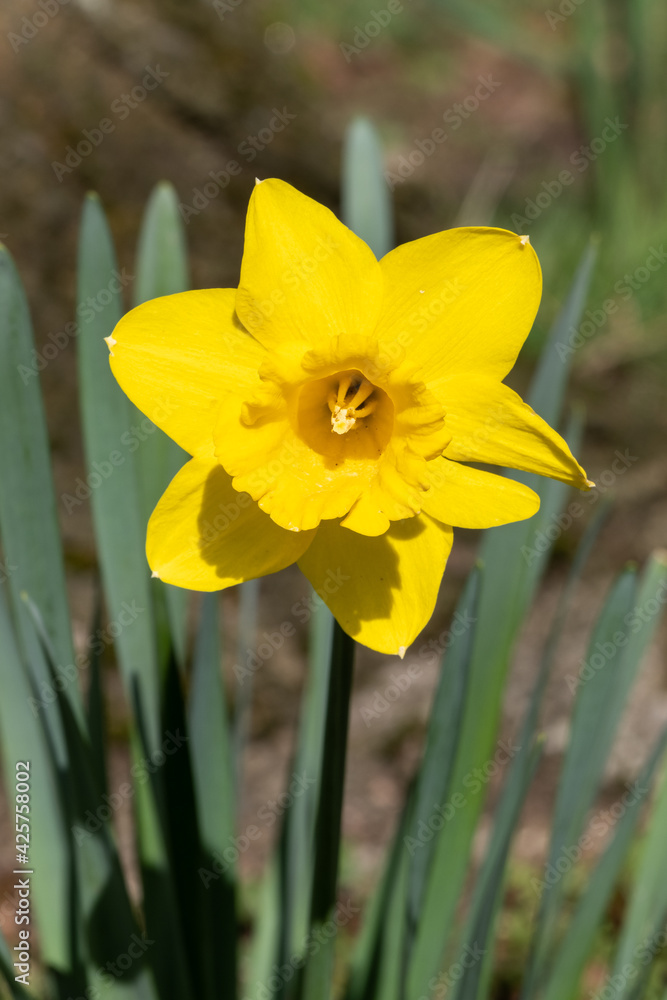 Yellow daffodill Greasby Wirral March 2021
