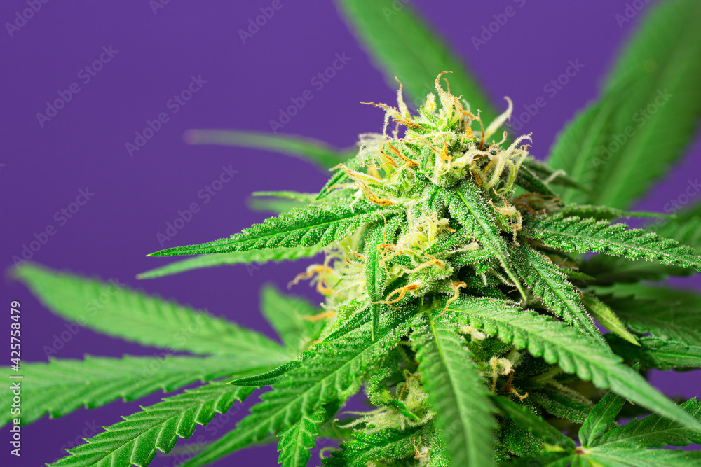 Close Up of Flowering Medical Marijuana or CBD Hemp Plant on Minimalist Purple Background with Copy Space Close Up of Flowering Medical Marijuana or CBD Hemp Plant on Minimalist Purple Background with Copy Space