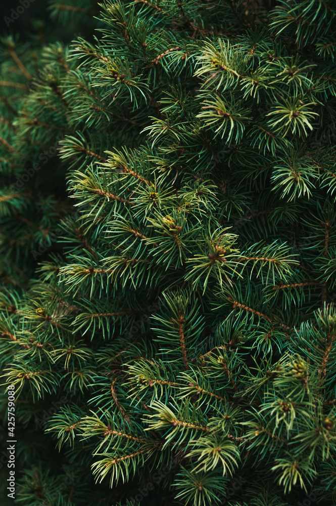 Close-up of green spruce branch. Tree in forest. Beautiful nature. White cloudy sky.