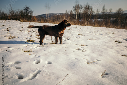 A dog standing on top of a snow covered field