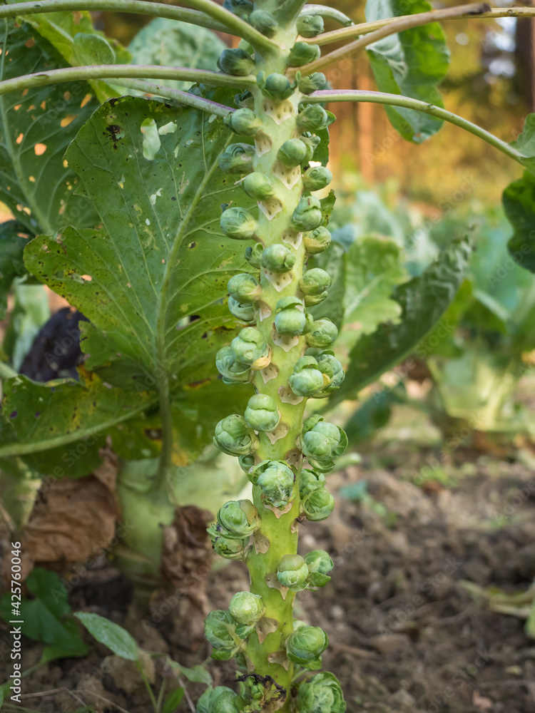Fresh young Brussels Sprout heads (Brassica oleracea var. gemmifera) growing in homemade garden. Close-up. Organic farming, healthy food, BIO viands, back to nature. Fresh young Brussels Sprout heads (Brassica oleracea var. gemmifera) growing in homemade garden. Close-up. Organic farming, healthy food, BIO viands, back to nature.