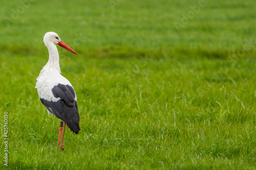 black and white stork in grass