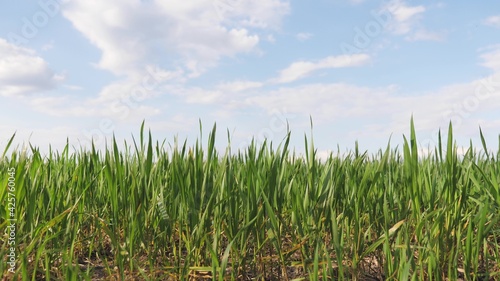 Field of spring wheat, rye, barley against blue sky. Cultivation of grain crops, young green shoots. Growing harvest. Agriculture concept. Green field of young wheat germ. Winter wheat field in spring
