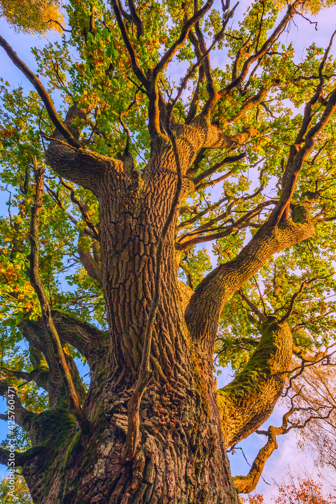 Obraz premium The trunk of old oak tree, evening light