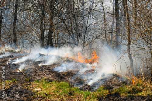 Fire burns grass and forest