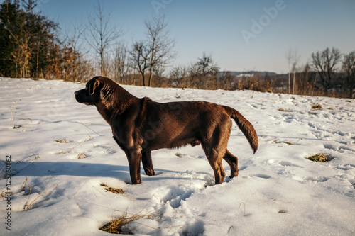 A dog standing on top of a snow covered field