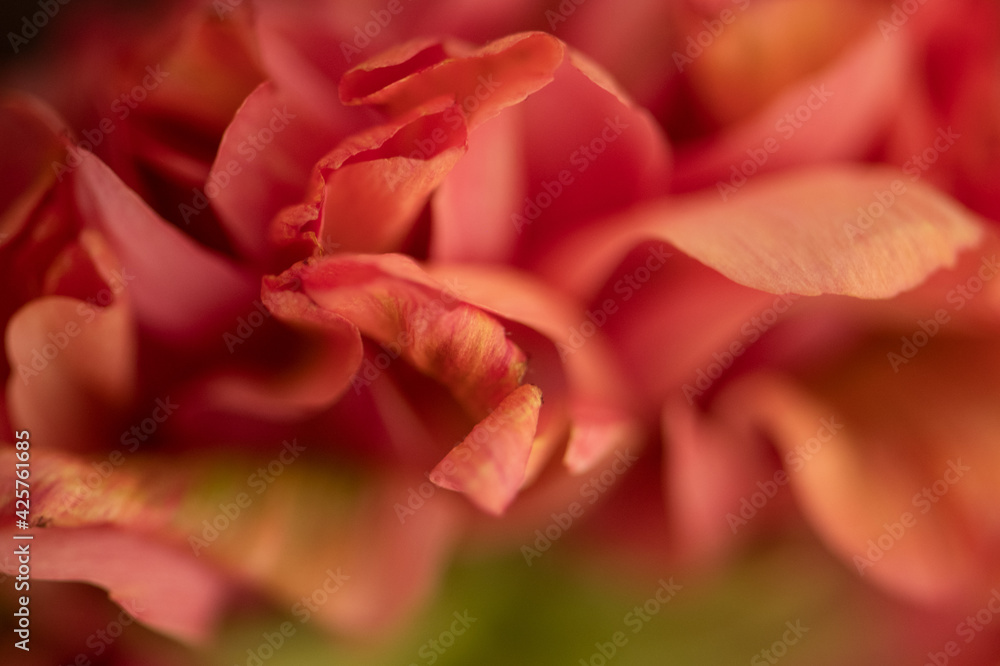 Ranunkel in rosa/lachs/orange/grün close up Ranunkel in rosa/lachs/orange/grün close up