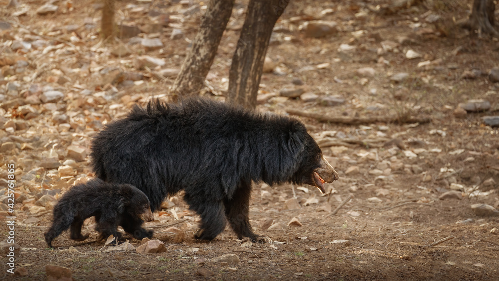 Fototapeta premium Very rare and shy sloth bear with baby searching for termites. Unique photo of sloth bears family in India. Wild animals in the nature habitat. Wild indian nature.Melursus ursinus.