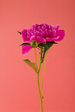 Pink flowers of peonies isolated on a pink background close up.