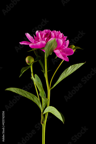 Pink flowers of peonies isolated on a black background close-up.