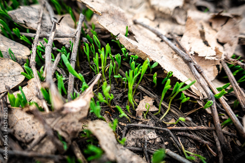 Natural background with green grass sprouts in the forest