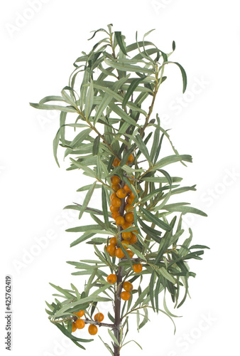 Branch with sea buckthorn berries isolated on white background close-up. © Valerii Zan