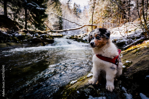 Fototapeta Naklejka Na Ścianę i Meble -  Adorable Australian Shepherd puppy on mountains adventure.