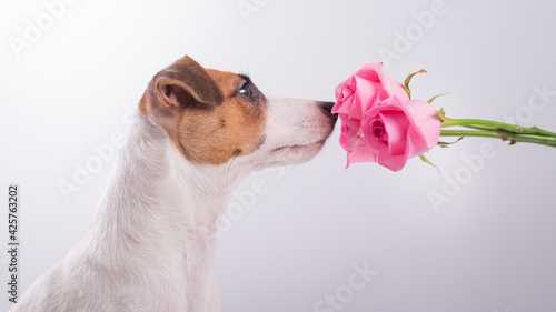 Cuadro en lienzo Portrait of funny dog Jack Russell Terrier sniffing a bouquet of roses on a whit