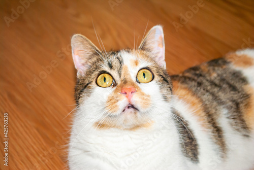 Portrait of scared calico cat looking up. Tortoiseshell kitten funny fear face