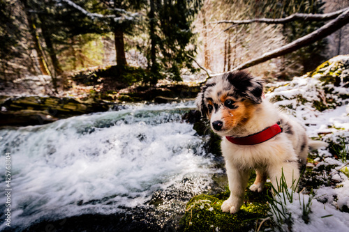 Fototapeta Naklejka Na Ścianę i Meble -  Adorable Australian Shepherd puppy on mountains adventure.