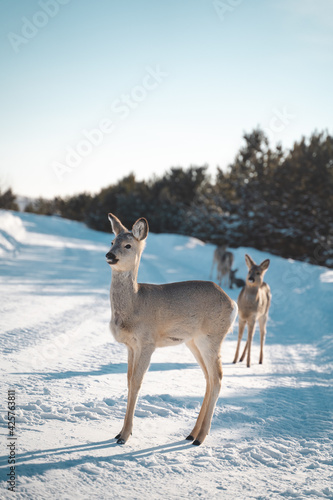 Deer running along a snow-covered trail in the reserve