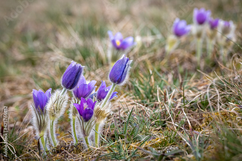 Amazing flowering plant Pulsatilla grandis known as greater pasque flower photo