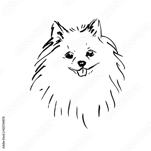 Dog breed Pomeranian Spitz. 