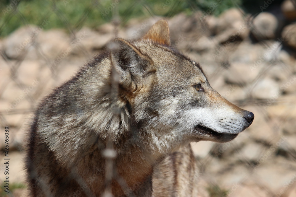 Lobo en cautividad en plena naturaleza , lobo iberico , europeo y de la tundra 