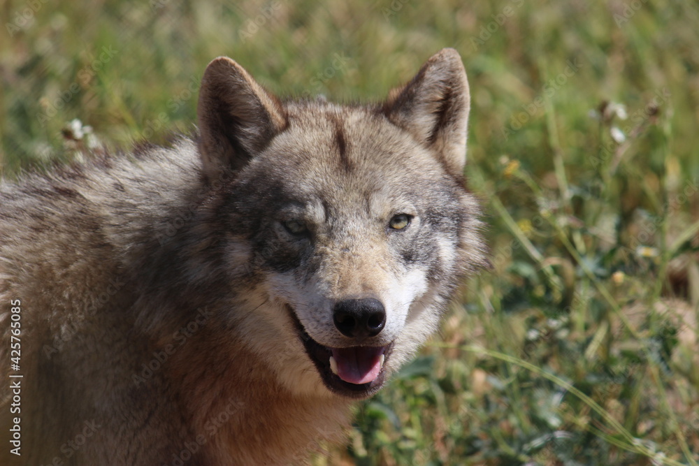 Lobo en cautividad en plena naturaleza , lobo iberico , europeo y de la tundra Lobo en cautividad en plena naturaleza , lobo iberico , europeo y de la tundra