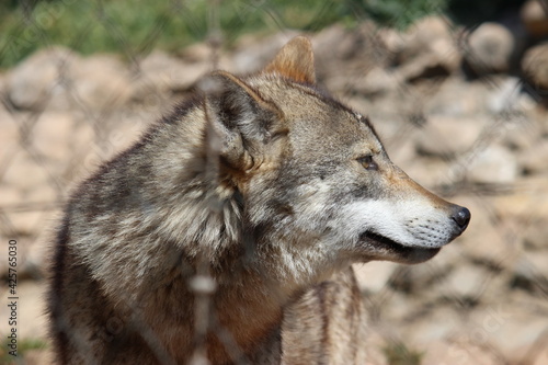 Lobo en cautividad en plena naturaleza   lobo iberico   europeo y de la tundra 