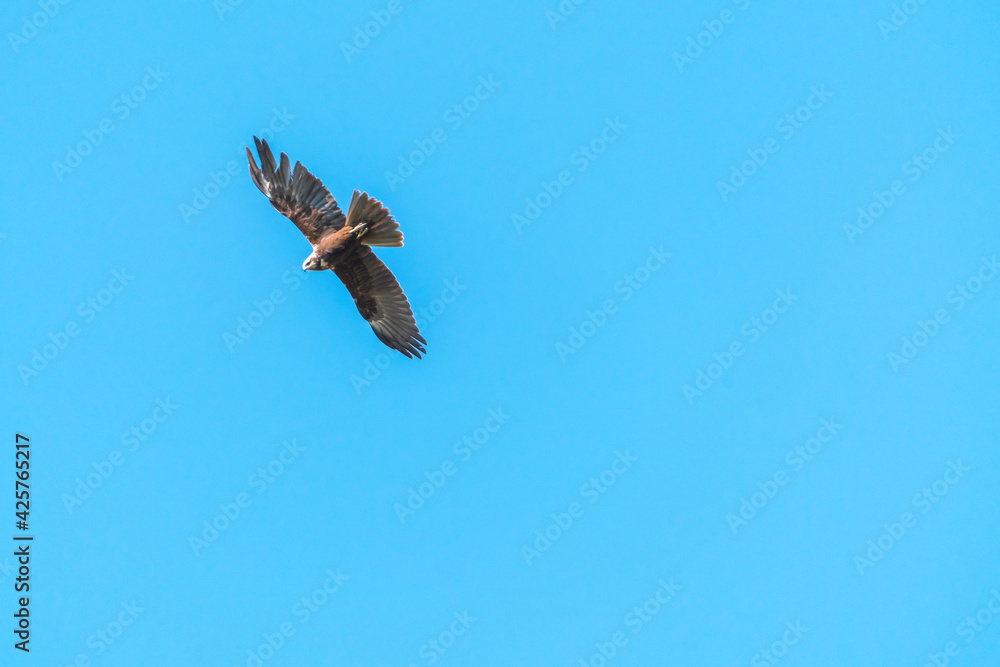Eagle flying in the blue sky Eagle flying in the blue sky