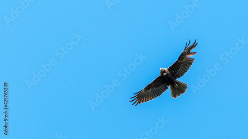 Eagle flying in the blue sky