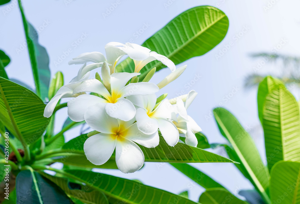 Fototapeta premium Jampha (Plumeria) is a group of plants in the genus Plumeria, in full bloom in garden, around green leaf soft blur for background, selective focus point, macro