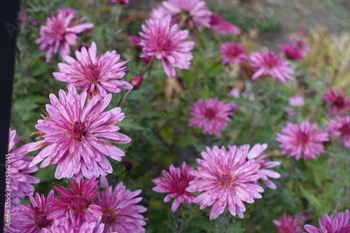 Half opened pink flowers of Chrysanthemums with droplets of water in October