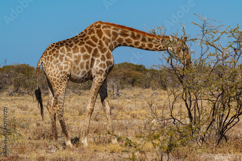 Giraffe walking in the savannah in beautiful evening light
