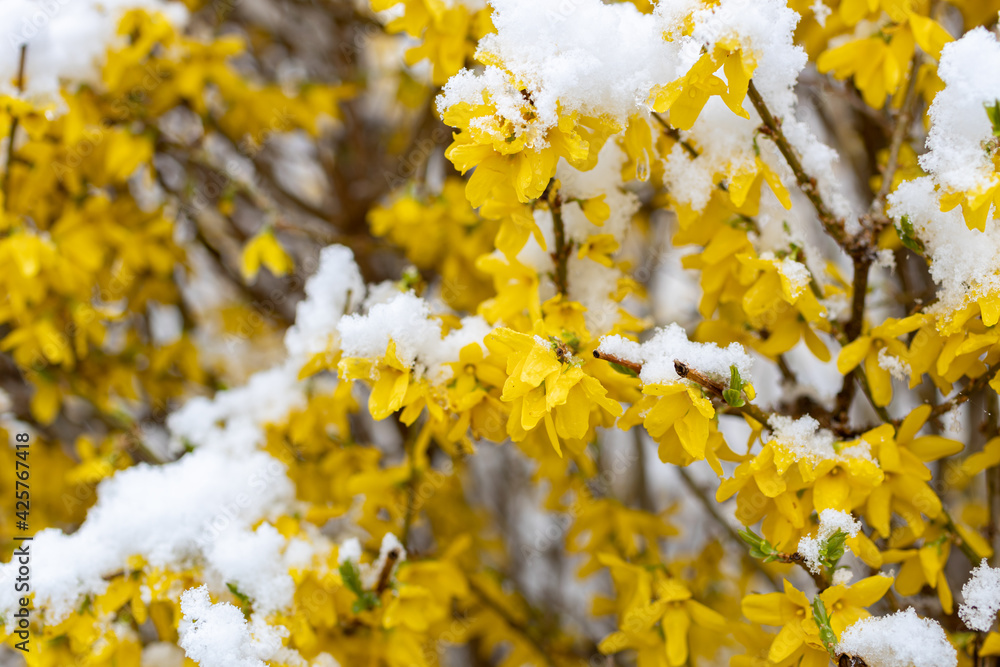 Snow on blooming trees in April in Austria Snow on blooming trees in April in Austria
