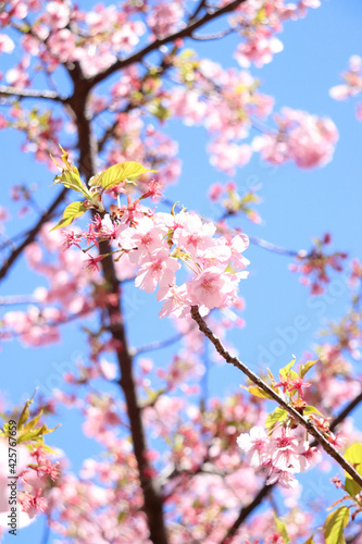 桜 サクラ 淡い 春爛漫 さくら 美しい 綺麗 優美 かわいい 日本 卒業 入学