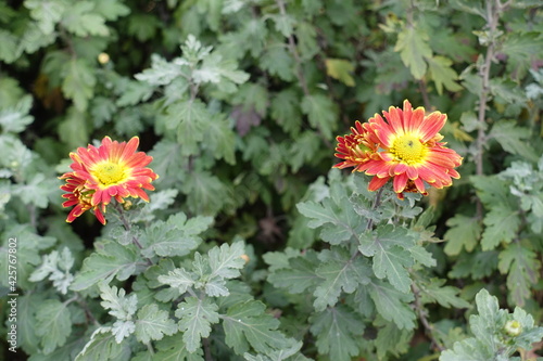 Two bunches of orangey red and yellow flowers of Chrysanthemums in November photo