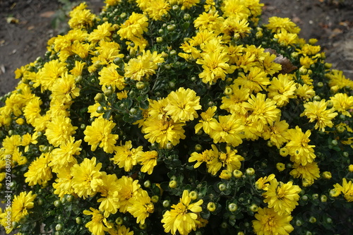 Chrysanthemum bush with yellow flowers and buds in October