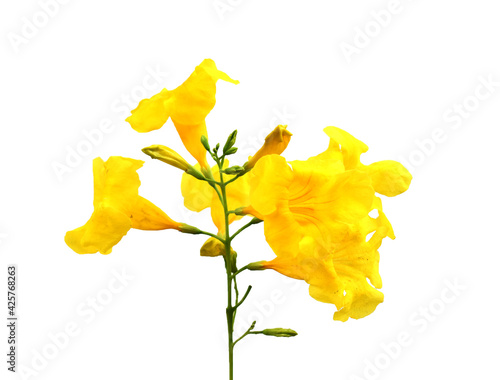 Yellow Tabebuia argentea Britt flower or Trumpet flower on white background. photo