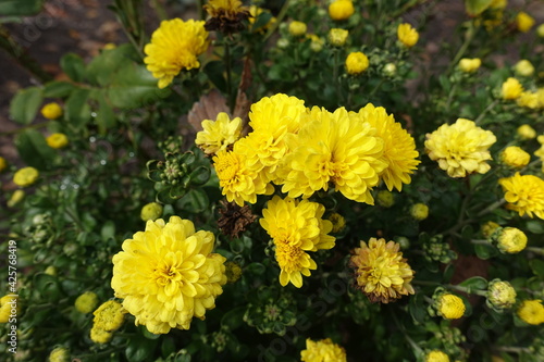 Common yellow Chrysanthemums in bloom in October