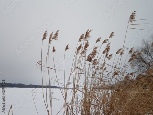 reeds on the beach
