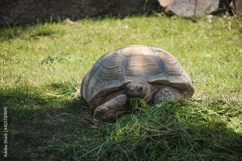 Huge African spurred tortoise eats vegetable salad at lunch time. Biodiversity. from behind A huge impregnable carapace peeks out the head of a male