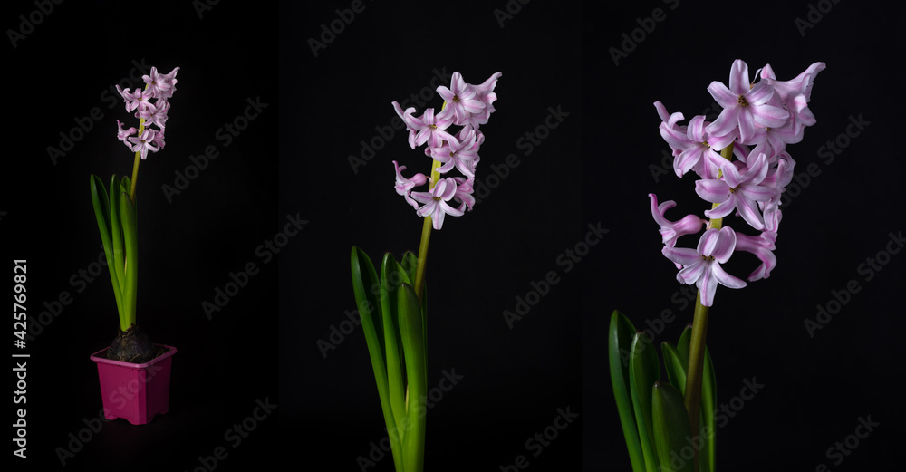 Obraz premium Photoset with lilac spring hyacinth flower isolated on dark background.