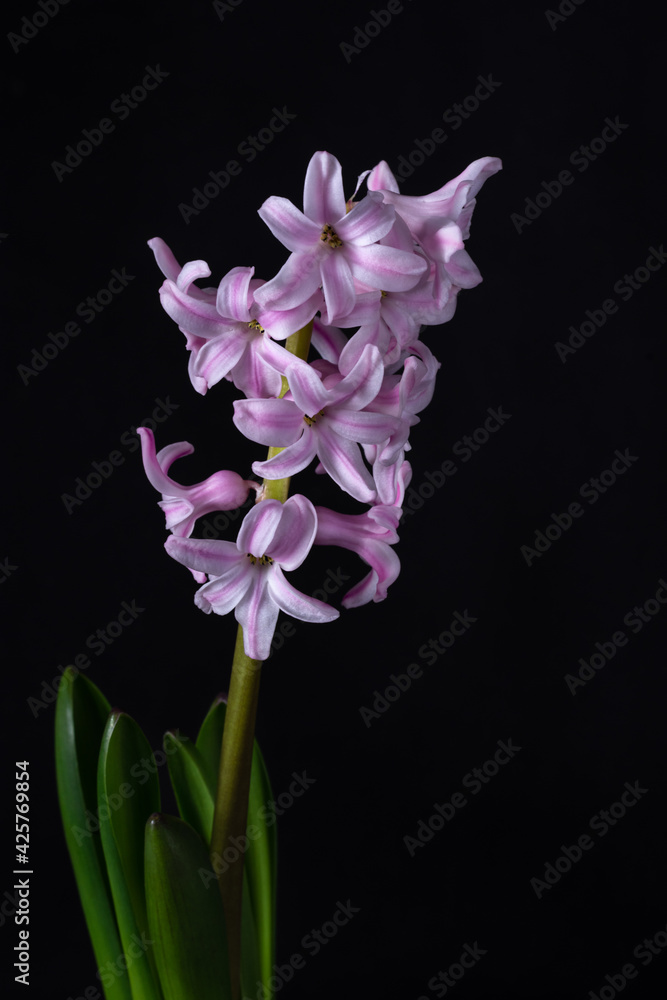 The fragrant lilac hyacinth flower is a spring-flowering perennial isolated on a dark background.