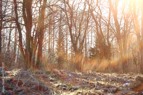 autumn landscape background, sun rays in the forest, park, trees seasonal view October