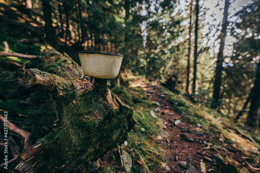 A vase of flowers on a rock in the middle of a forest A vase of flowers on a rock in the middle of a forest