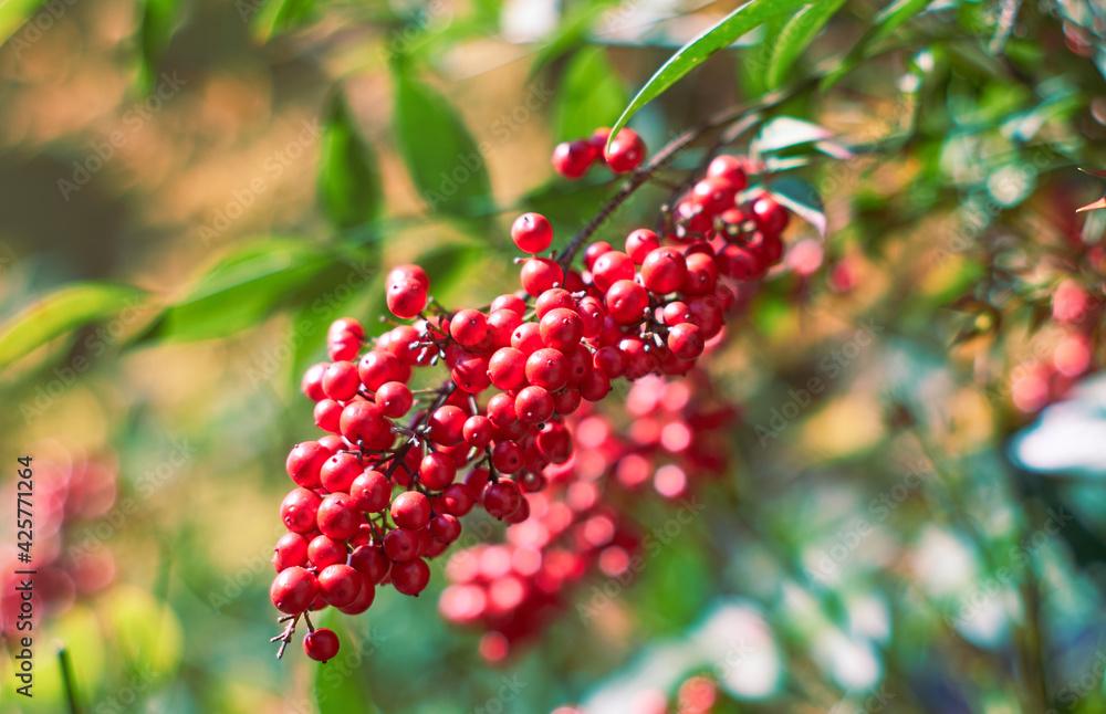 Detail of common holly bush with red berries on fence of town house in Lecco. Selective Focus Detail of common holly bush with red berries on fence of town house in Lecco. Selective Focus