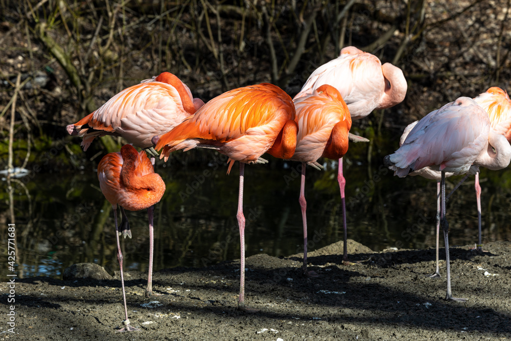 The American flamingo, Phoenicopterus ruber is a large species of flamingo The American flamingo, Phoenicopterus ruber is a large species of flamingo