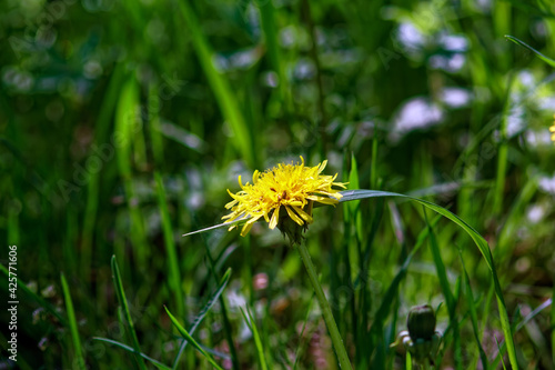 yellow dandelion flower in the grass © moskvich1977