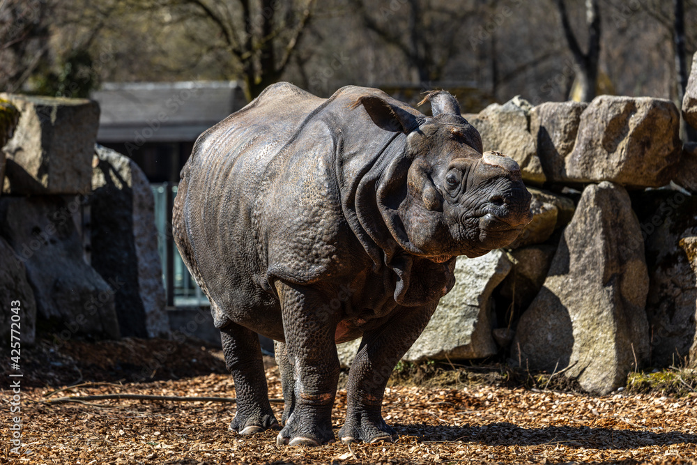 Fototapeta premium The Indian Rhinoceros, Rhinoceros unicornis aka Greater One-horned Rhinoceros