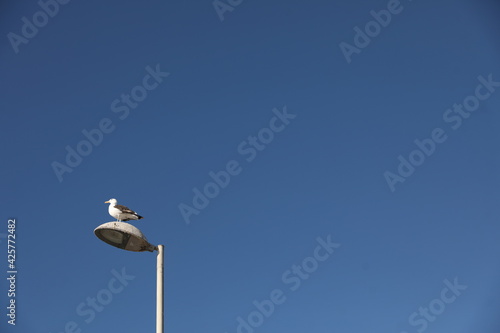sea gull on a street lamp